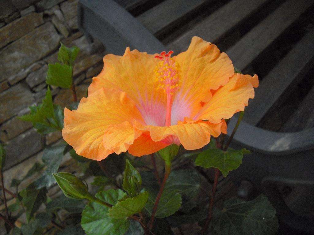 B&B Hibiscus 카포텔라 외부 사진