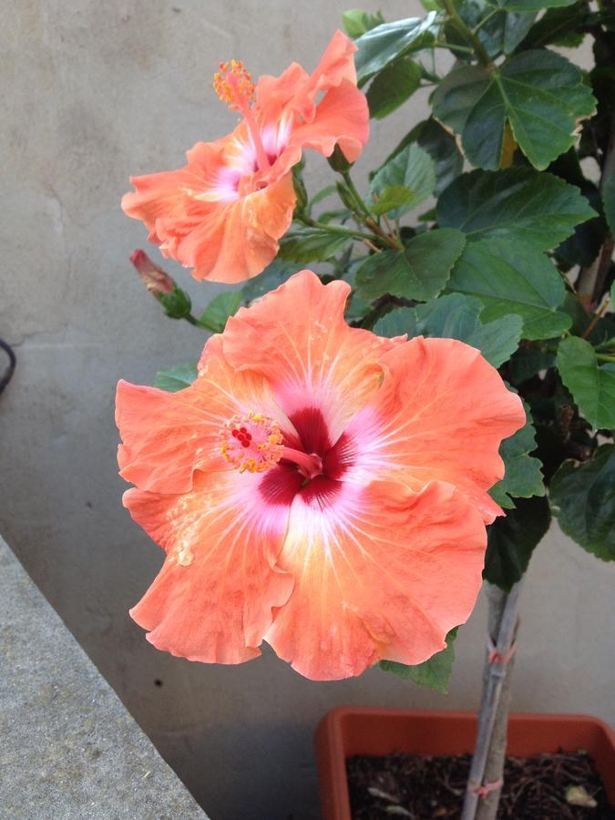 B&B Hibiscus 카포텔라 외부 사진